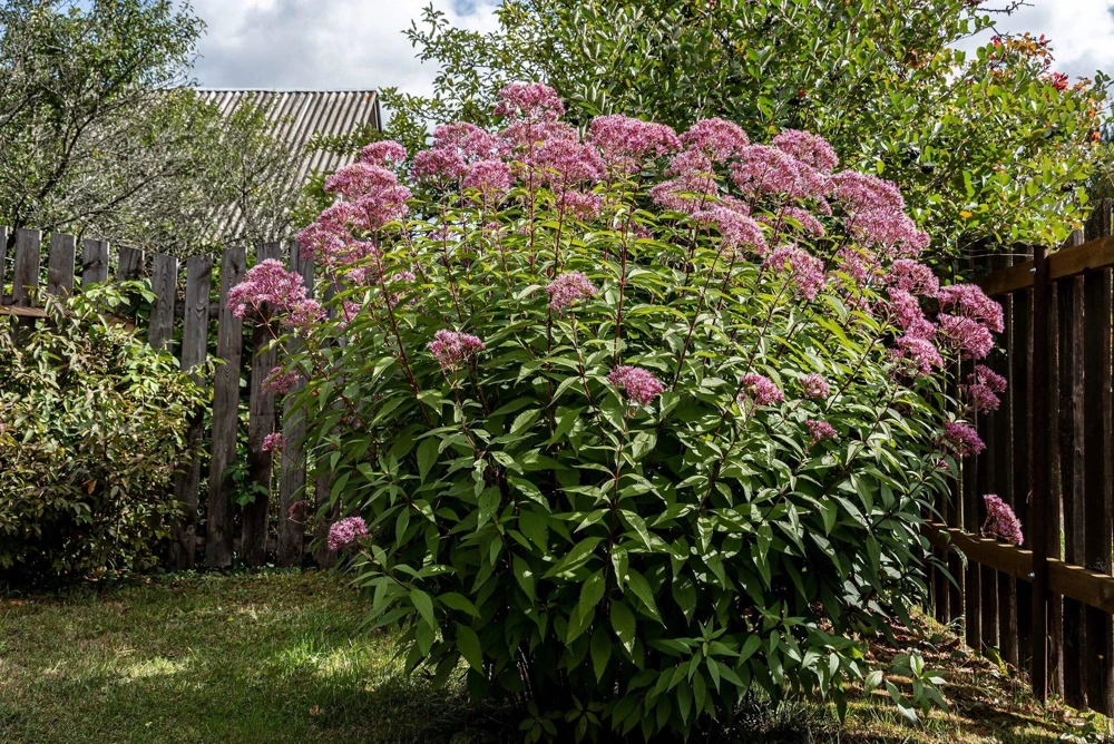 50 Mixed Colors Joe Pye Weed Seeds - Eupatorium Maculatum Flower Seeds - Image 2