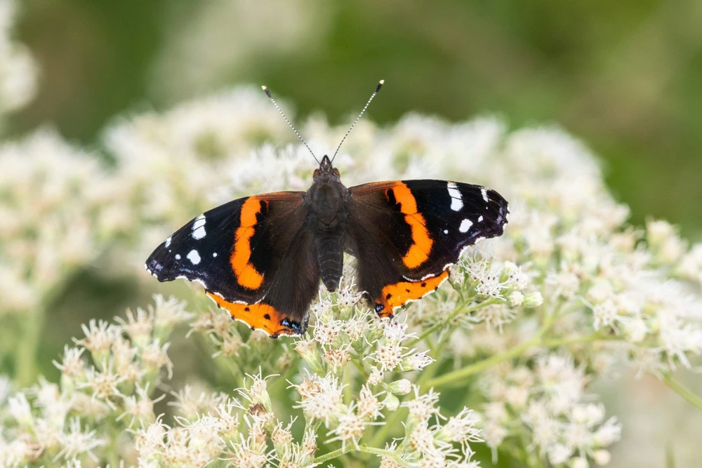 50 Mixed Colors Joe Pye Weed Seeds - Eupatorium Maculatum Flower Seeds - Image 3