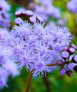 50 Mixed Colors Joe Pye Weed Seeds - Eupatorium Maculatum Flower Seeds - Image 4