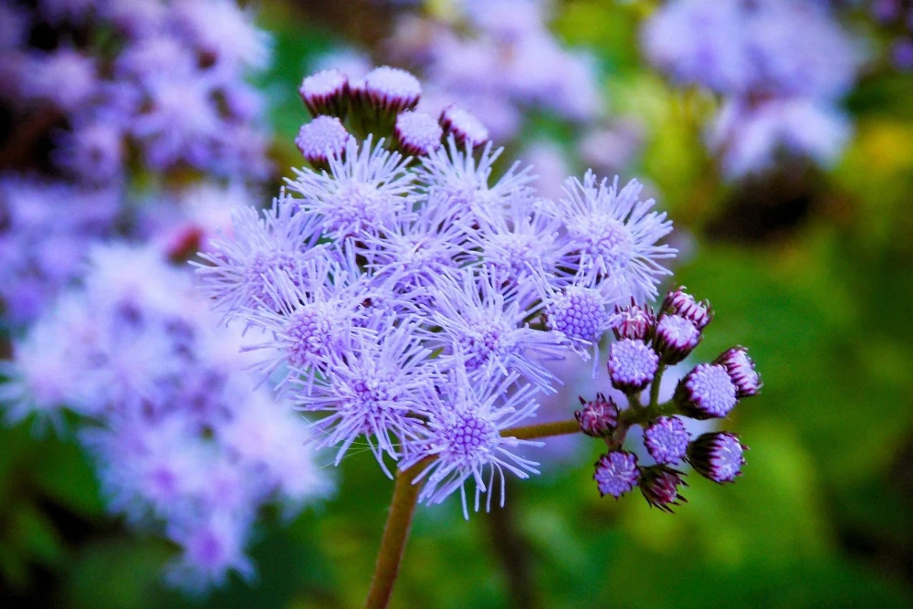 50 Mixed Colors Joe Pye Weed Seeds - Eupatorium Maculatum Flower Seeds - Image 4
