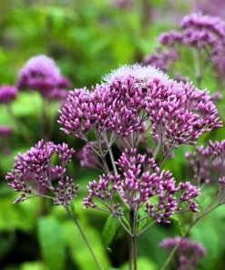 50 Mixed Colors Joe Pye Weed Seeds - Eupatorium Maculatum Flower Seeds - Image 5