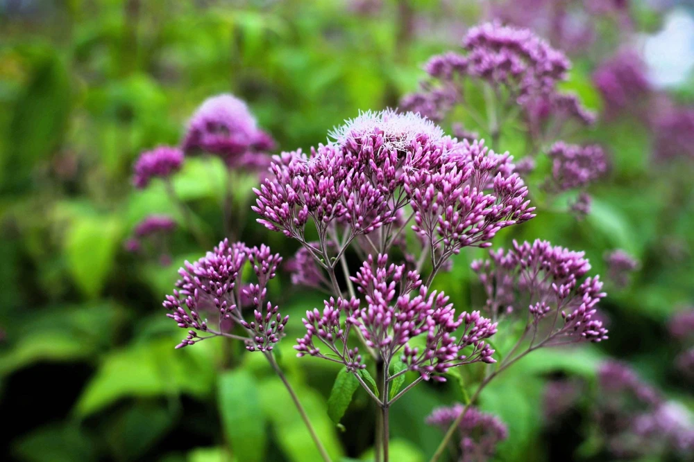 50 Mixed Colors Joe Pye Weed Seeds - Eupatorium Maculatum Flower Seeds - Image 5