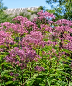 50 Mixed Colors Joe Pye Weed Seeds - Eupatorium Maculatum Flower Seeds - Image 6