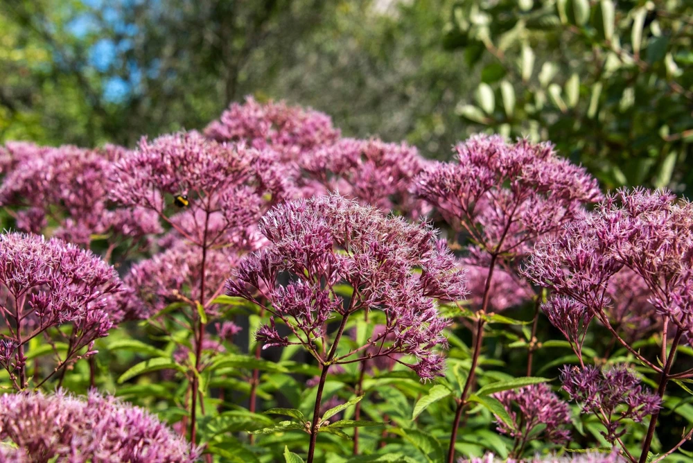 50 Mixed Colors Joe Pye Weed Seeds - Eupatorium Maculatum Flower Seeds - Image 7
