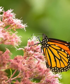 50 Mixed Colors Joe Pye Weed Seeds - Eupatorium Maculatum Flower Seeds - Image 8
