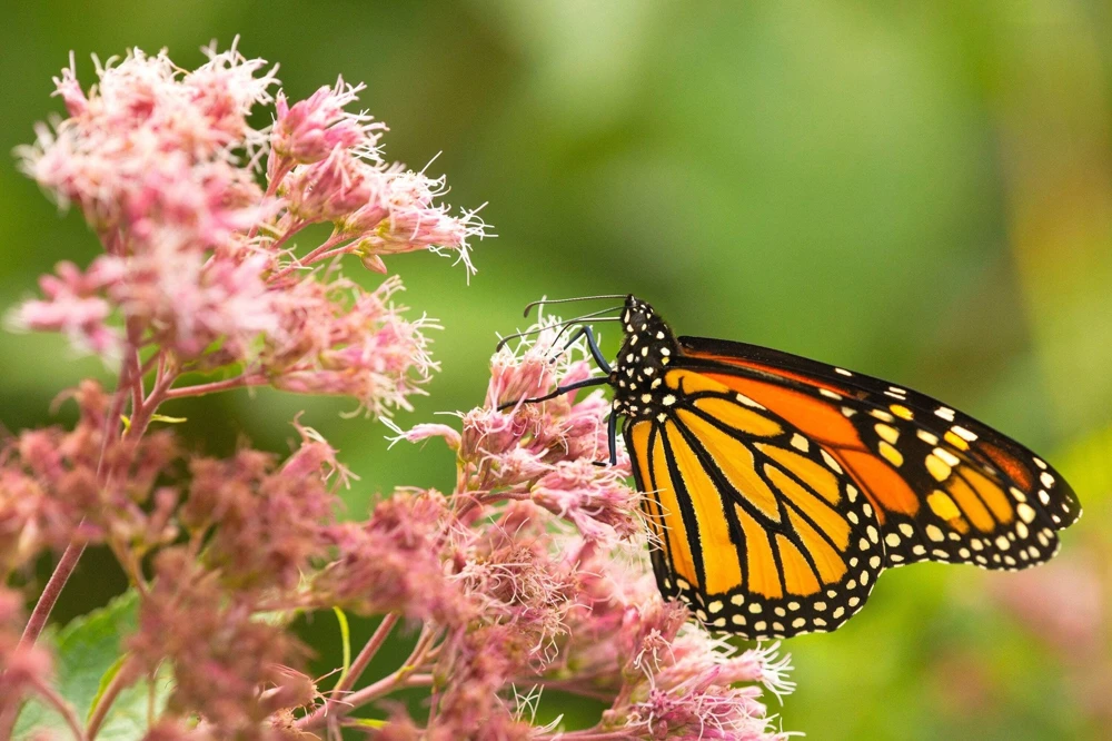50 Mixed Colors Joe Pye Weed Seeds - Eupatorium Maculatum Flower Seeds - Image 8