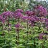 50 Mixed Colors Joe Pye Weed Seeds - Eupatorium Maculatum Flower Seeds - Image 1
