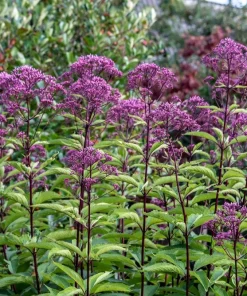 50 Mixed Colors Joe Pye Weed Seeds - Eupatorium Maculatum Flower Seeds - Image 1