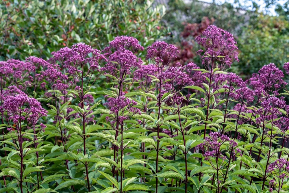 50 Mixed Colors Joe Pye Weed Seeds - Eupatorium Maculatum Flower Seeds - Image 1