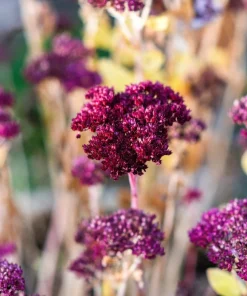 50 Mixed Colors Joe Pye Weed Seeds - Eupatorium Maculatum Flower Seeds - Image 9