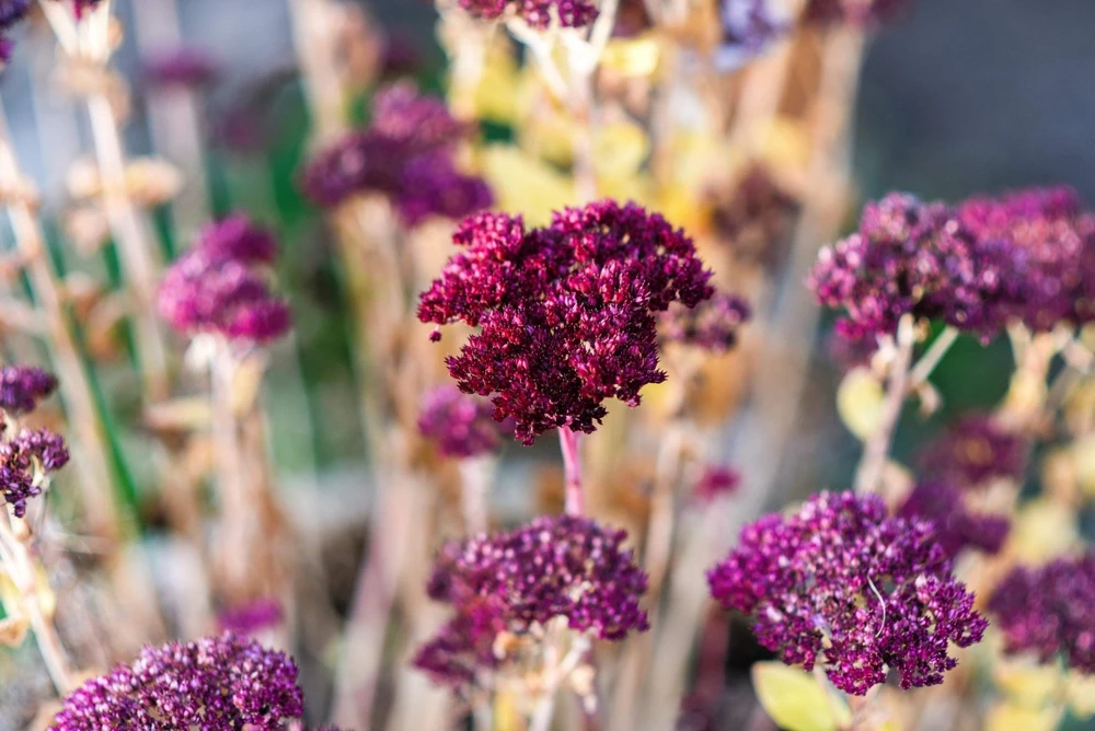 50 Mixed Colors Joe Pye Weed Seeds - Eupatorium Maculatum Flower Seeds - Image 9