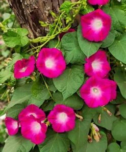 50 Mixed Colors Morning Glory Seeds - Ipomoea Purpurea Vine Flower Seeds - Image 11
