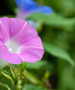 50 Mixed Colors Morning Glory Seeds - Ipomoea Purpurea Vine Flower Seeds - Image 12