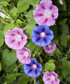 50 Mixed Colors Morning Glory Seeds - Ipomoea Purpurea Vine Flower Seeds - Image 2