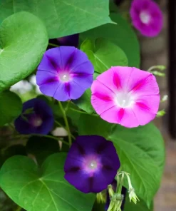 50 Mixed Colors Morning Glory Seeds - Ipomoea Purpurea Vine Flower Seeds - Image 3