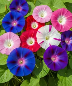 50 Mixed Colors Morning Glory Seeds - Ipomoea Purpurea Vine Flower Seeds - Image 4