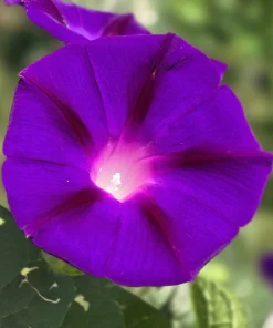 50 Mixed Colors Morning Glory Seeds - Ipomoea Purpurea Vine Flower Seeds - Image 5