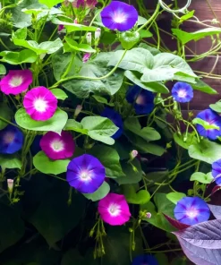 50 Mixed Colors Morning Glory Seeds - Ipomoea Purpurea Vine Flower Seeds - Image 6