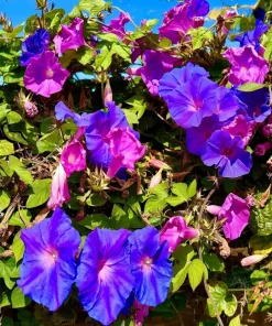 50 Mixed Colors Morning Glory Seeds - Ipomoea Purpurea Vine Flower Seeds - Image 7
