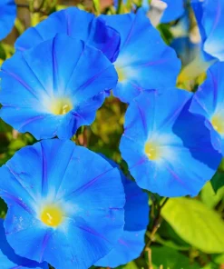 50 Mixed Colors Morning Glory Seeds - Ipomoea Purpurea Vine Flower Seeds - Image 9