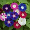 50 Mixed Colors Morning Glory Seeds - Ipomoea Purpurea Vine Flower Seeds - Image 1