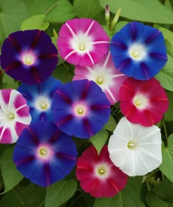50 Mixed Colors Morning Glory Seeds - Ipomoea Purpurea Vine Flower Seeds - Image 1