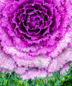 50 Mixed Ornamental Cabbage Seeds - Flowering Brassica Oleracea - Image 10
