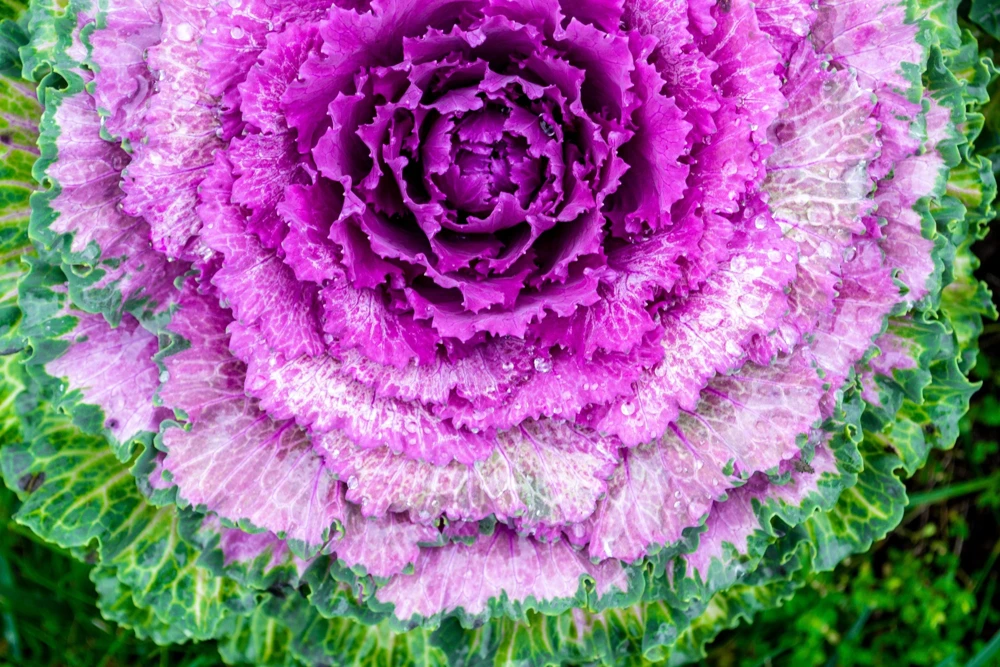 50 Mixed Ornamental Cabbage Seeds - Flowering Brassica Oleracea - Image 10