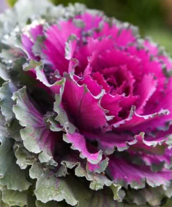 50 Mixed Ornamental Cabbage Seeds - Flowering Brassica Oleracea - Image 11