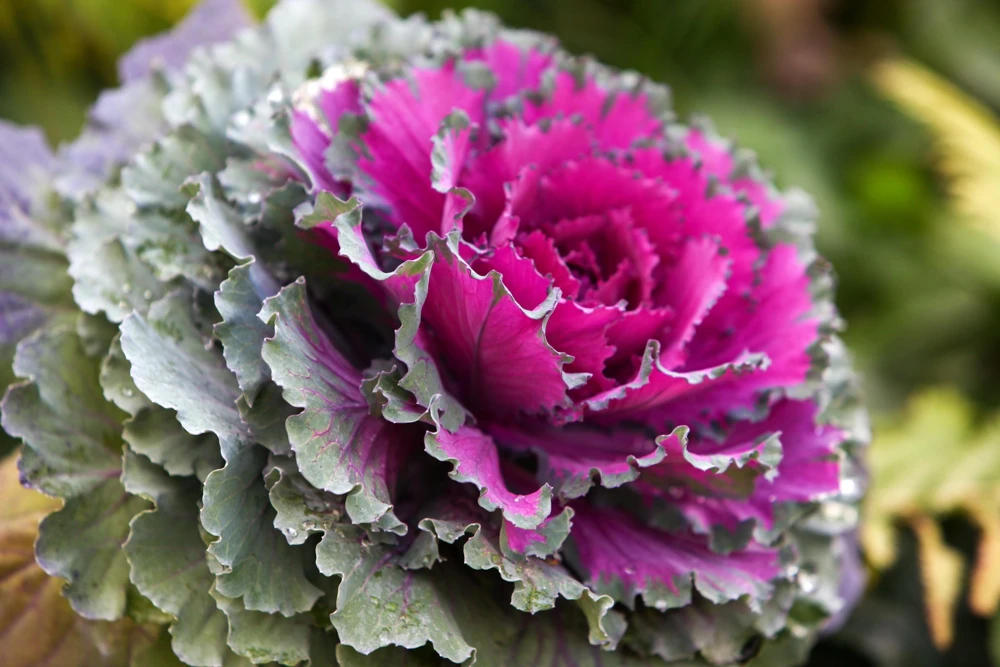 50 Mixed Ornamental Cabbage Seeds - Flowering Brassica Oleracea - Image 11