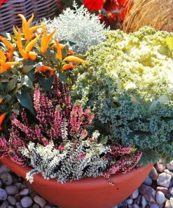 50 Mixed Ornamental Cabbage Seeds - Flowering Brassica Oleracea - Image 12