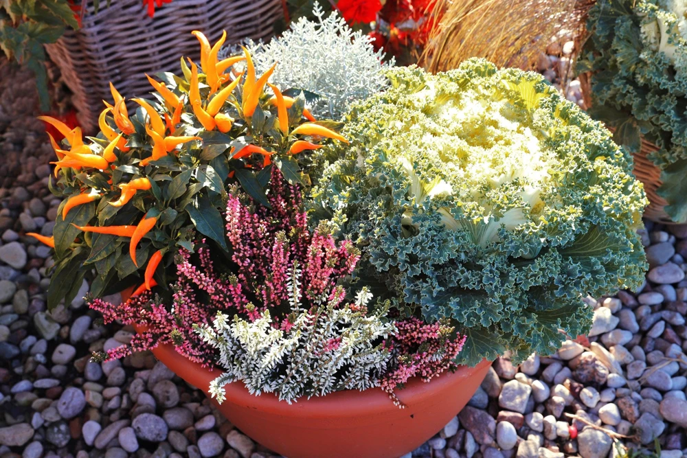 50 Mixed Ornamental Cabbage Seeds - Flowering Brassica Oleracea - Image 12