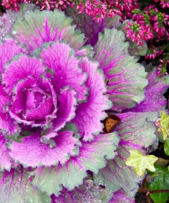 50 Mixed Ornamental Cabbage Seeds - Flowering Brassica Oleracea - Image 13