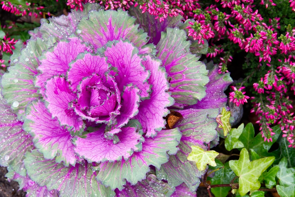 50 Mixed Ornamental Cabbage Seeds - Flowering Brassica Oleracea - Image 13