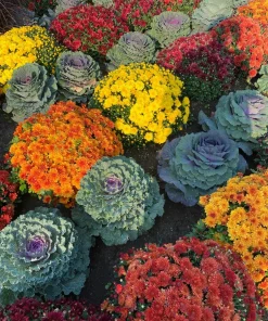 50 Mixed Ornamental Cabbage Seeds - Flowering Brassica Oleracea - Image 14