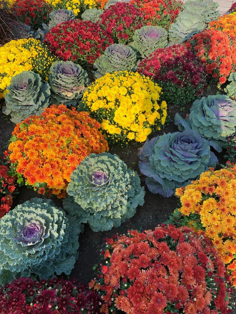 50 Mixed Ornamental Cabbage Seeds - Flowering Brassica Oleracea - Image 14