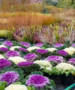 50 Mixed Ornamental Cabbage Seeds - Flowering Brassica Oleracea - Image 15