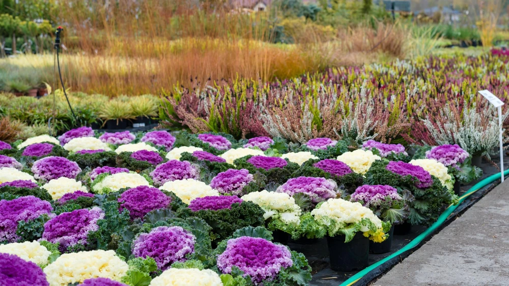 50 Mixed Ornamental Cabbage Seeds - Flowering Brassica Oleracea - Image 15