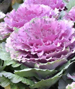 50 Mixed Ornamental Cabbage Seeds - Flowering Brassica Oleracea - Image 2