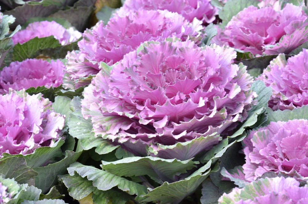 50 Mixed Ornamental Cabbage Seeds - Flowering Brassica Oleracea - Image 2