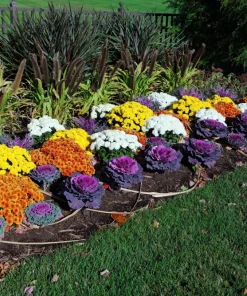 50 Mixed Ornamental Cabbage Seeds - Flowering Brassica Oleracea - Image 3