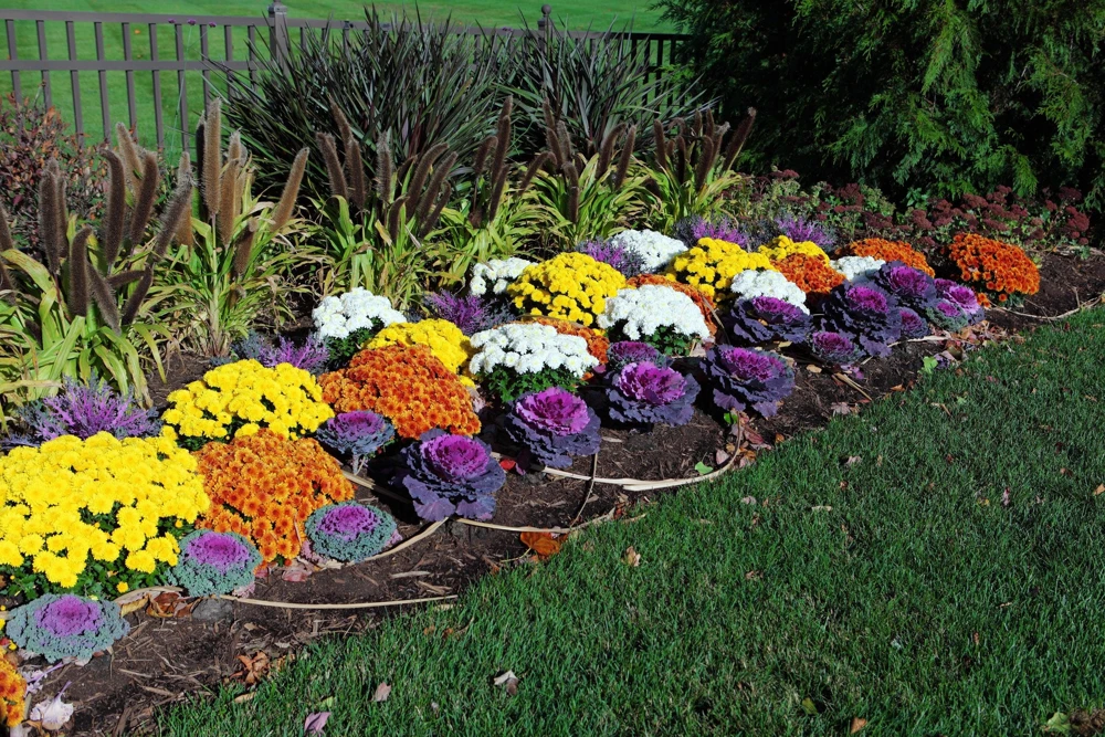 50 Mixed Ornamental Cabbage Seeds - Flowering Brassica Oleracea - Image 3