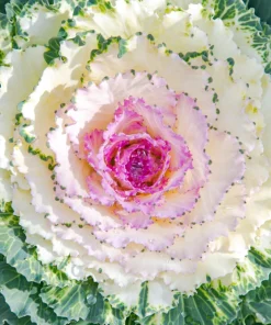 50 Mixed Ornamental Cabbage Seeds - Flowering Brassica Oleracea - Image 4