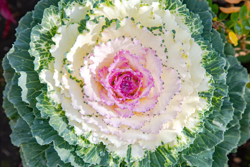 50 Mixed Ornamental Cabbage Seeds - Flowering Brassica Oleracea - Image 4