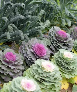 50 Mixed Ornamental Cabbage Seeds - Flowering Brassica Oleracea - Image 5