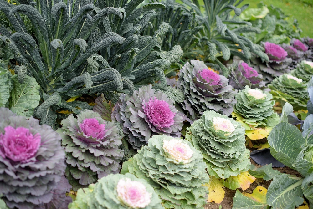 50 Mixed Ornamental Cabbage Seeds - Flowering Brassica Oleracea - Image 5