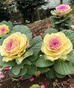 50 Mixed Ornamental Cabbage Seeds - Flowering Brassica Oleracea - Image 6