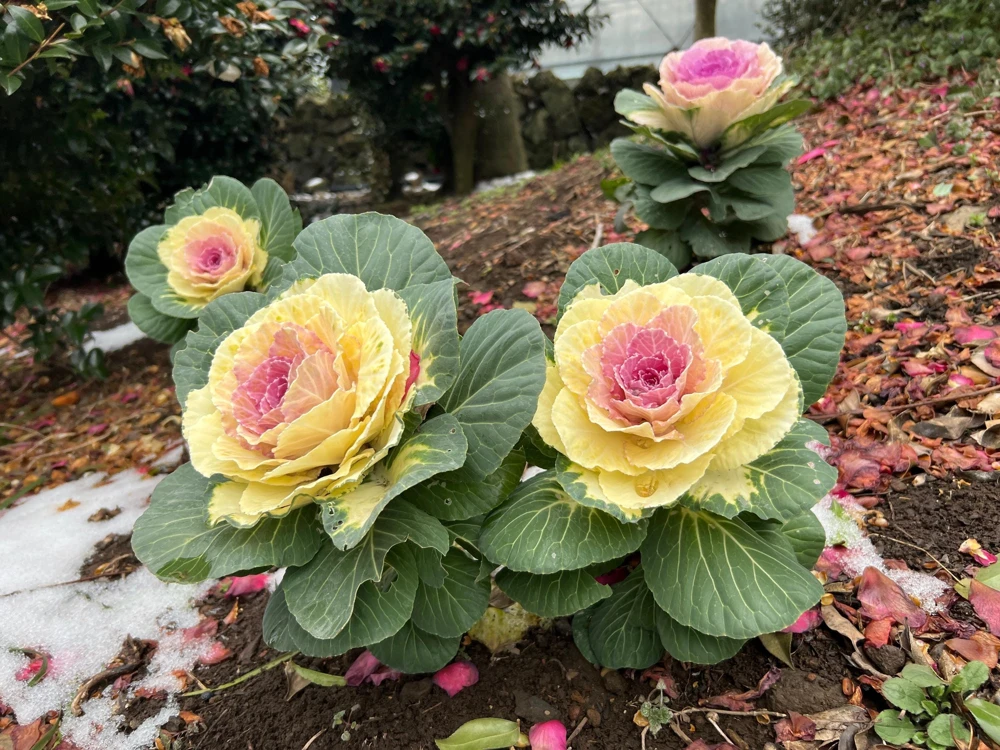 50 Mixed Ornamental Cabbage Seeds - Flowering Brassica Oleracea - Image 6