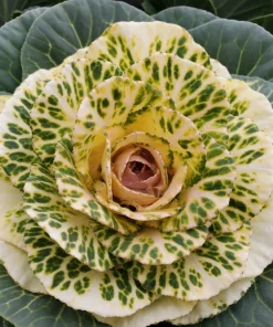 50 Mixed Ornamental Cabbage Seeds - Flowering Brassica Oleracea - Image 7