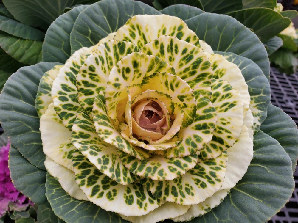 50 Mixed Ornamental Cabbage Seeds - Flowering Brassica Oleracea - Image 7